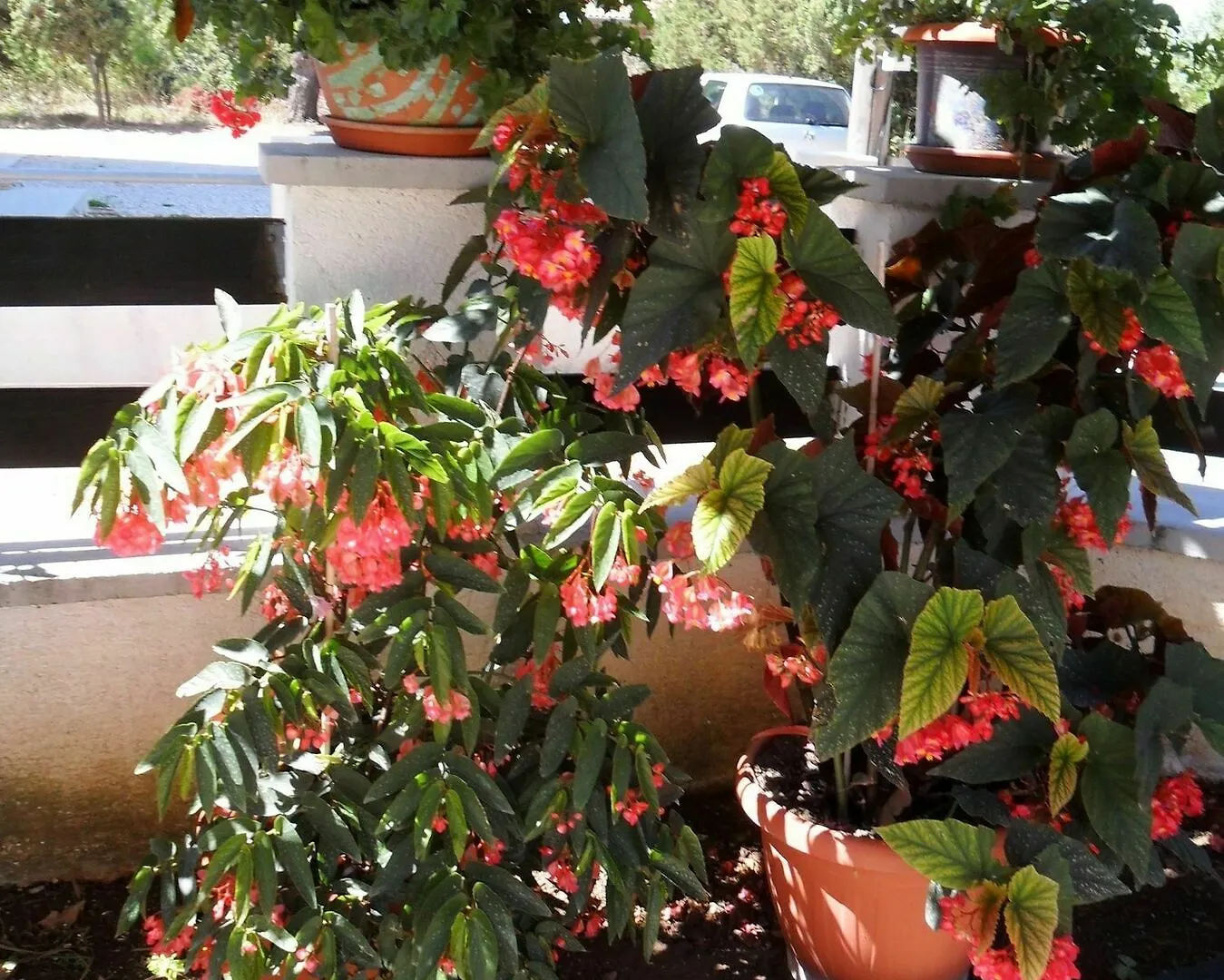 Apartment Studio In Gornje Petrcane, With Wonderful Sea View And Enclosed Garden Croatia
